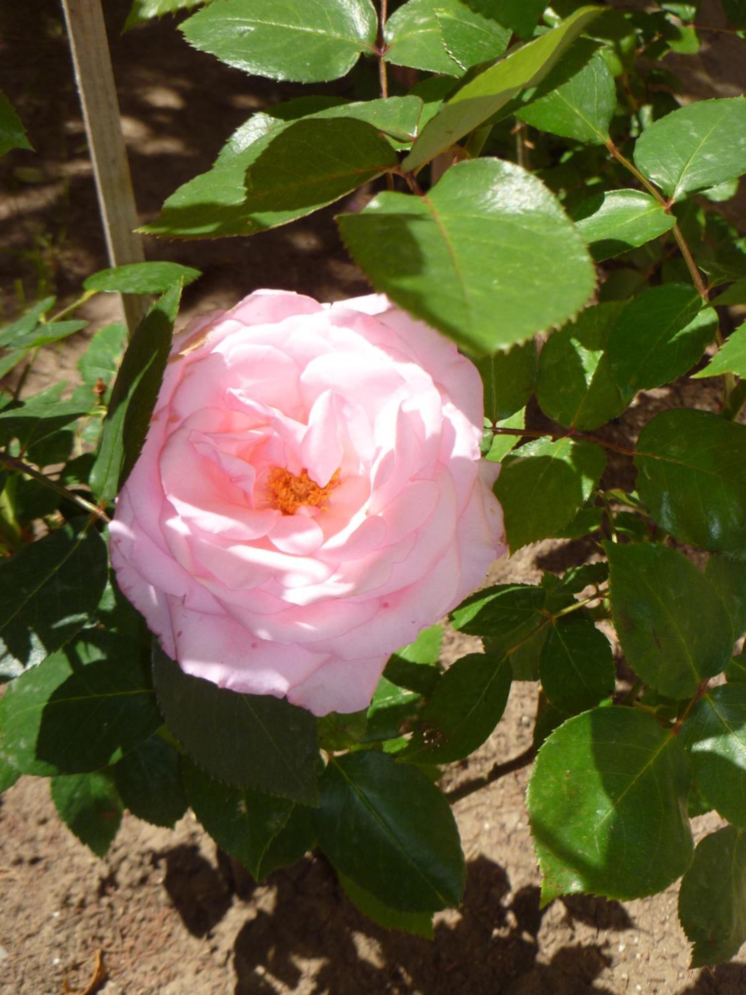 Rose Village Aparthotel 2*