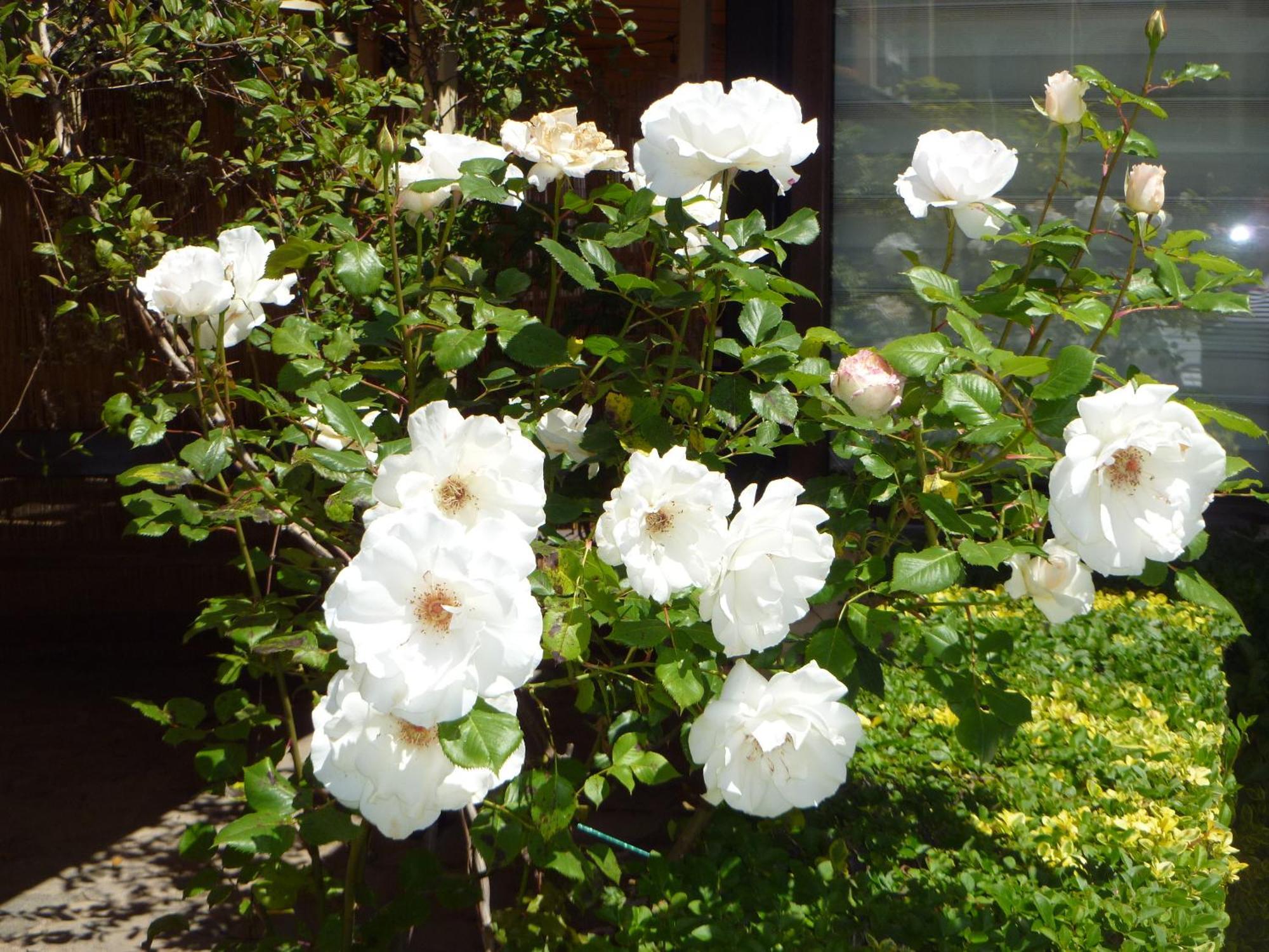 Rose Village Aparthotel