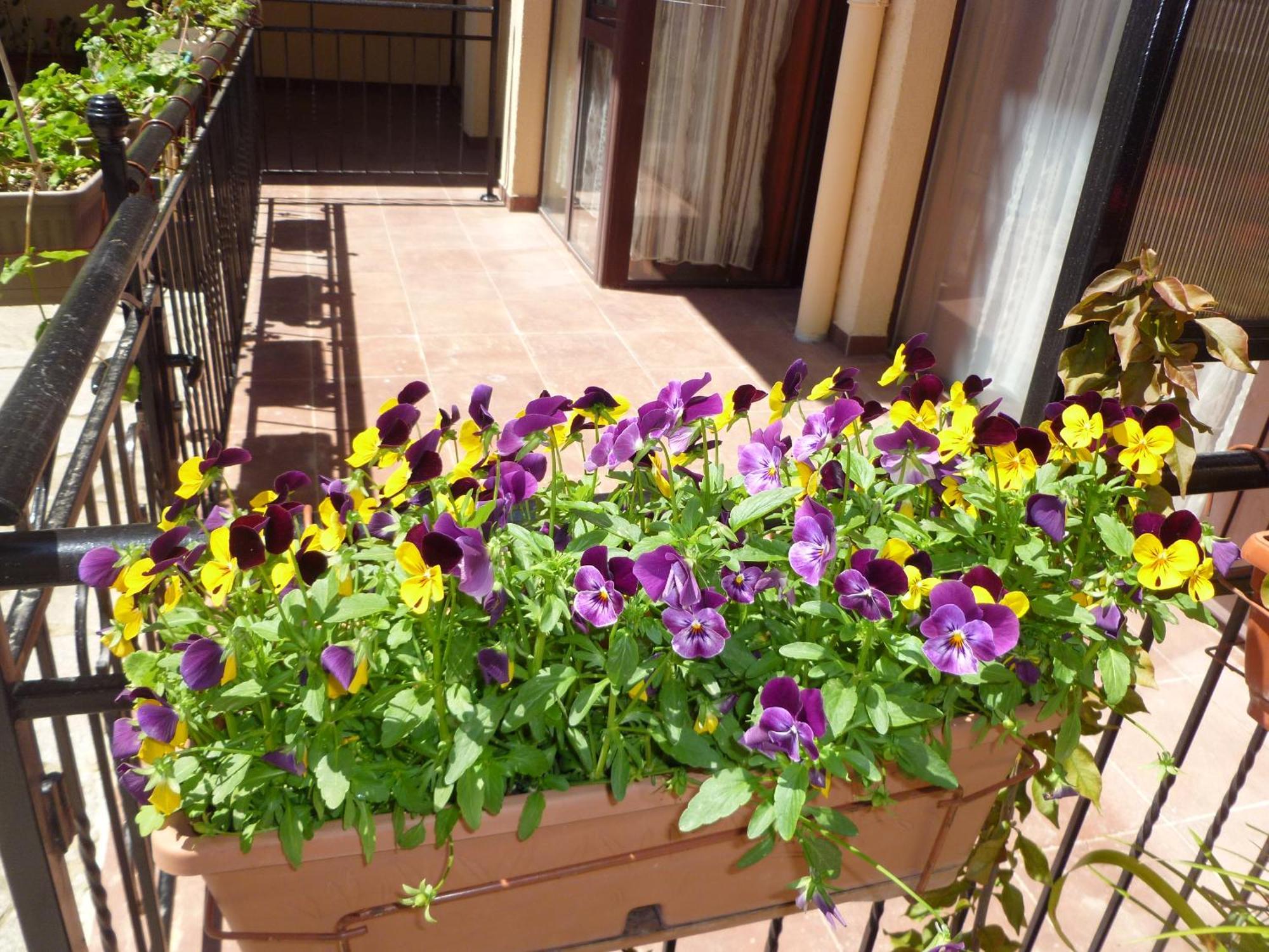 Aparthotel Tourist Complex Rose Village