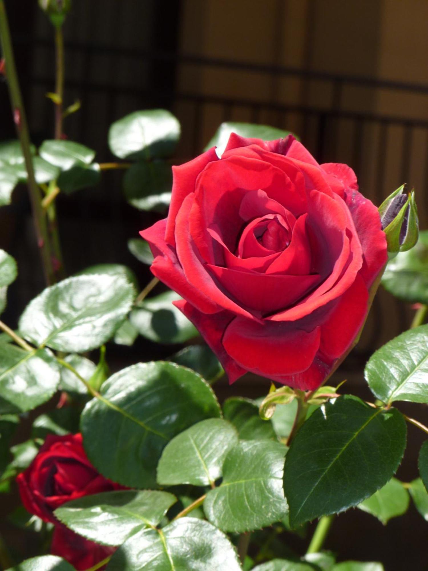 Aparthotel Rose Village